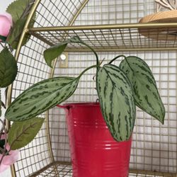 Aglaonema Silver Bay Chinese Evergreen