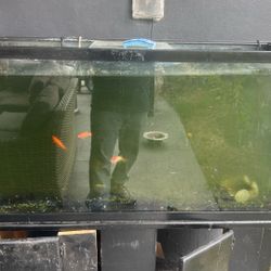 Huge Fish Tank