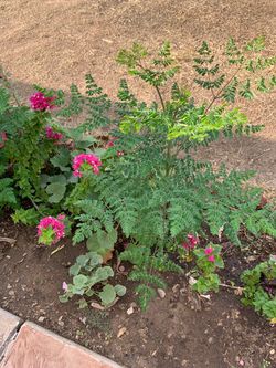 Part Four Of The Many Plants