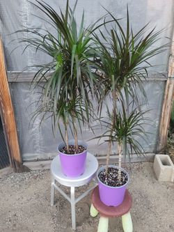 Dracaena Dragon Plant 3' to 3.5 Tall 8" Nursery Pot $12 each