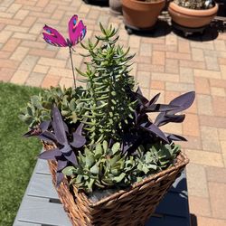 Succulent Plants Great for Mother’s Day