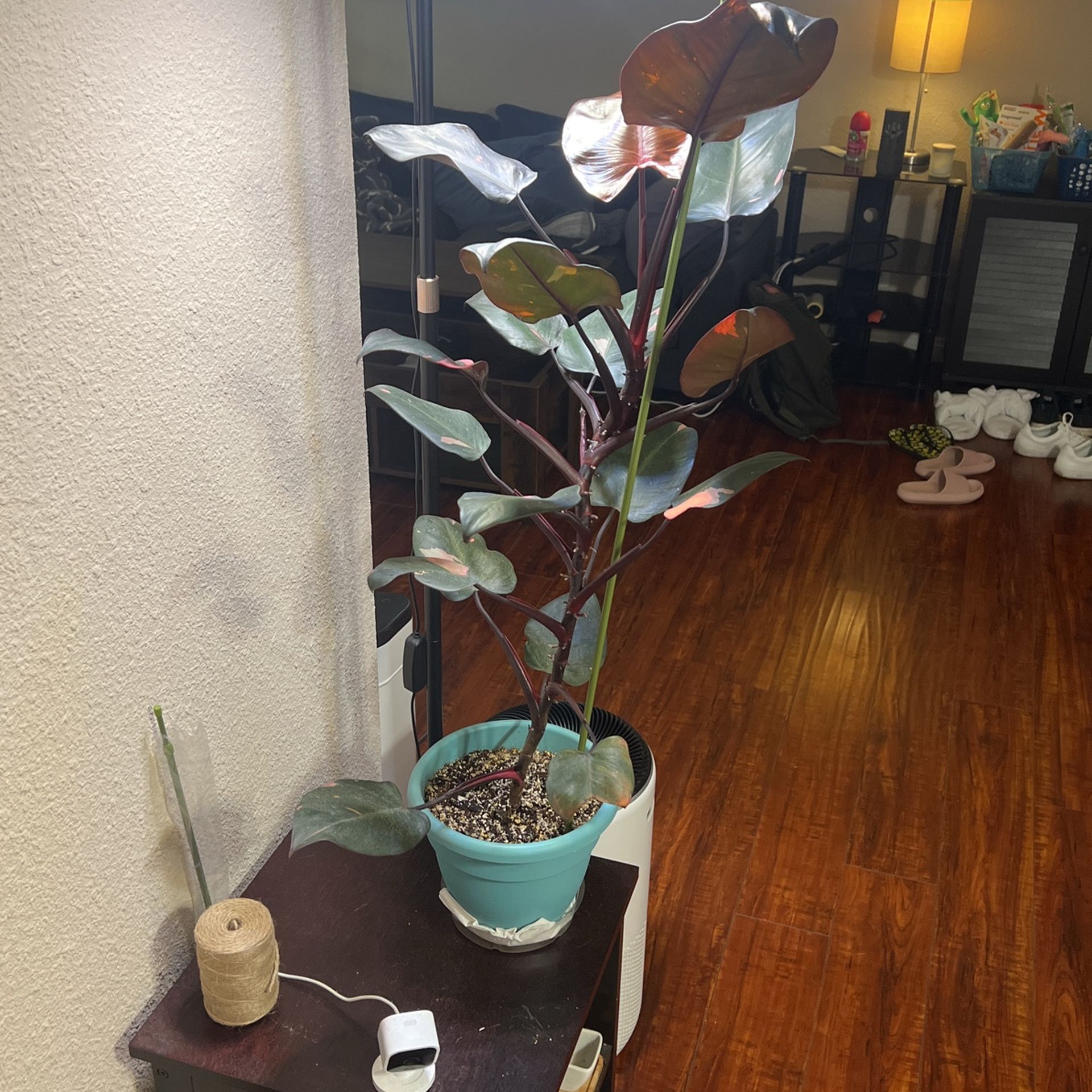 Pink Princess Philodendron House Plant