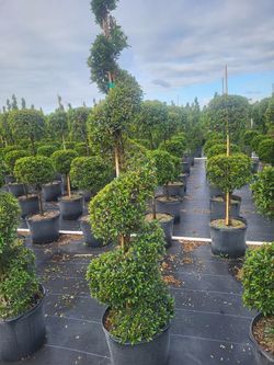 Eugenia topiary tree 🌳