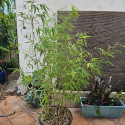 Bamboo Plant 5' Tall Multi Stems