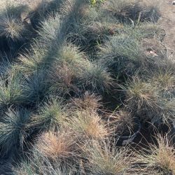 Plants