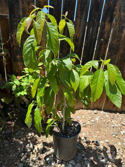 Aguacate Hass en 5 Gln