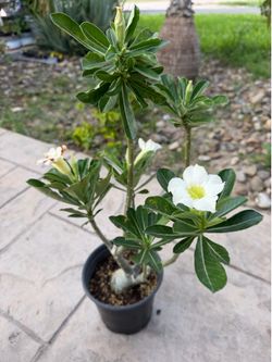 White Single Desert Rose