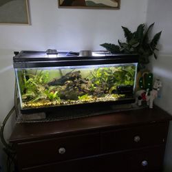 Tanks with fish/lights/one filter