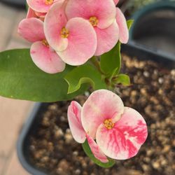 Corona De Cristo La Guayava