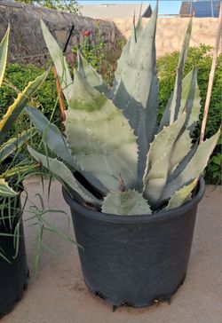 Plants
