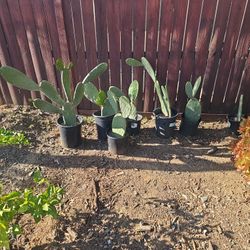 Nopales / Prickly Pear Cactus