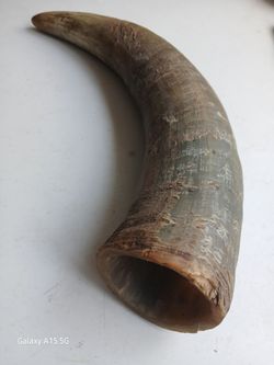 14"  Bull Horn Decoration