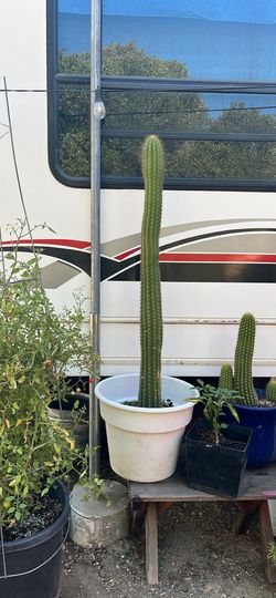 3.5 ft tall Organ Pipe Cactus