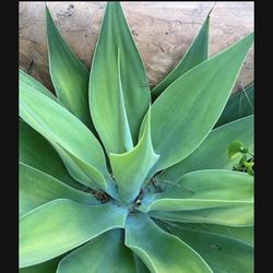 Plants agaves Drought Tolerant 