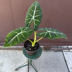 6” alocasia frydek