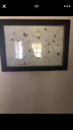 Real butterflies picture