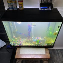 Fish Tank 