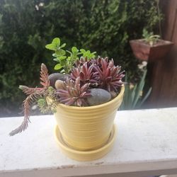 Garden Decoration Whis Plants Succulent, Blooming, Inside Or Outside 