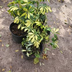 Trinette Schefflera Plant 