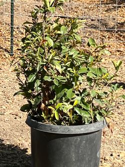 English Laurel, bush hedge
