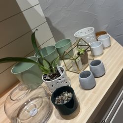 Plants and Flower Pots