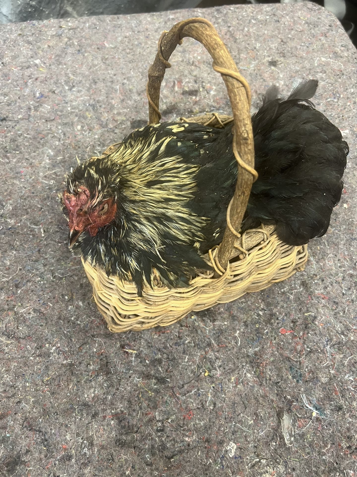Chicken in a basket taxidermy