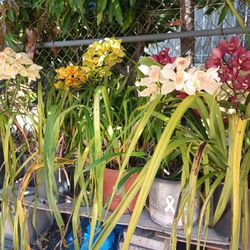 Large Potted Orchids