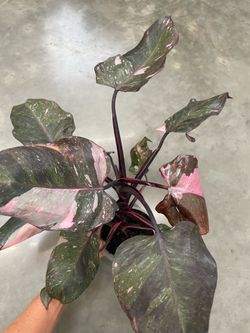 Philodendron pink princess, exact plant, $69 price firm 95820