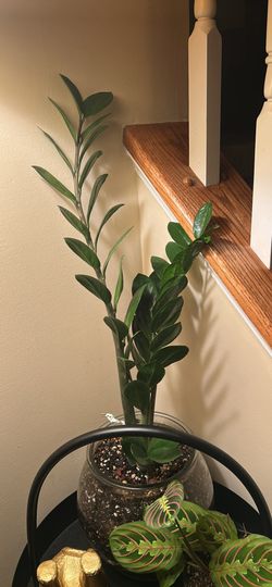 Zz Plant 