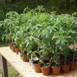Tomato Plants 