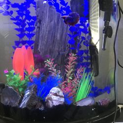 Small. Aquarium Tank