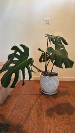 Large Monstera plant in a pot