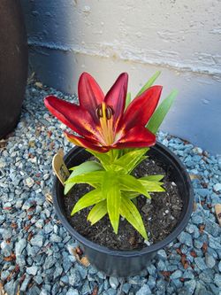 Asiatic lily -$3