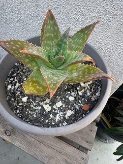 Aloe Vera/Savila in Gray Pot