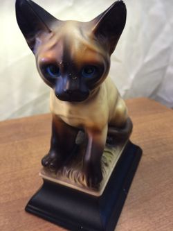 Beautiful cat