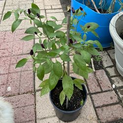 Organic Purple Asian Chili 