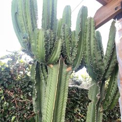 Free Cactus 