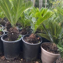 Sago Palm $$28 Each