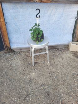 English Ivy Plant 8" Hanging Ceramic Pot