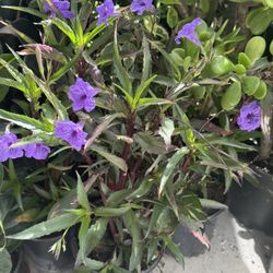 ❤️2’ Tall Petunia mexicana 7” pot $20 EACH👉PLEASE READ DESCRIPTION 