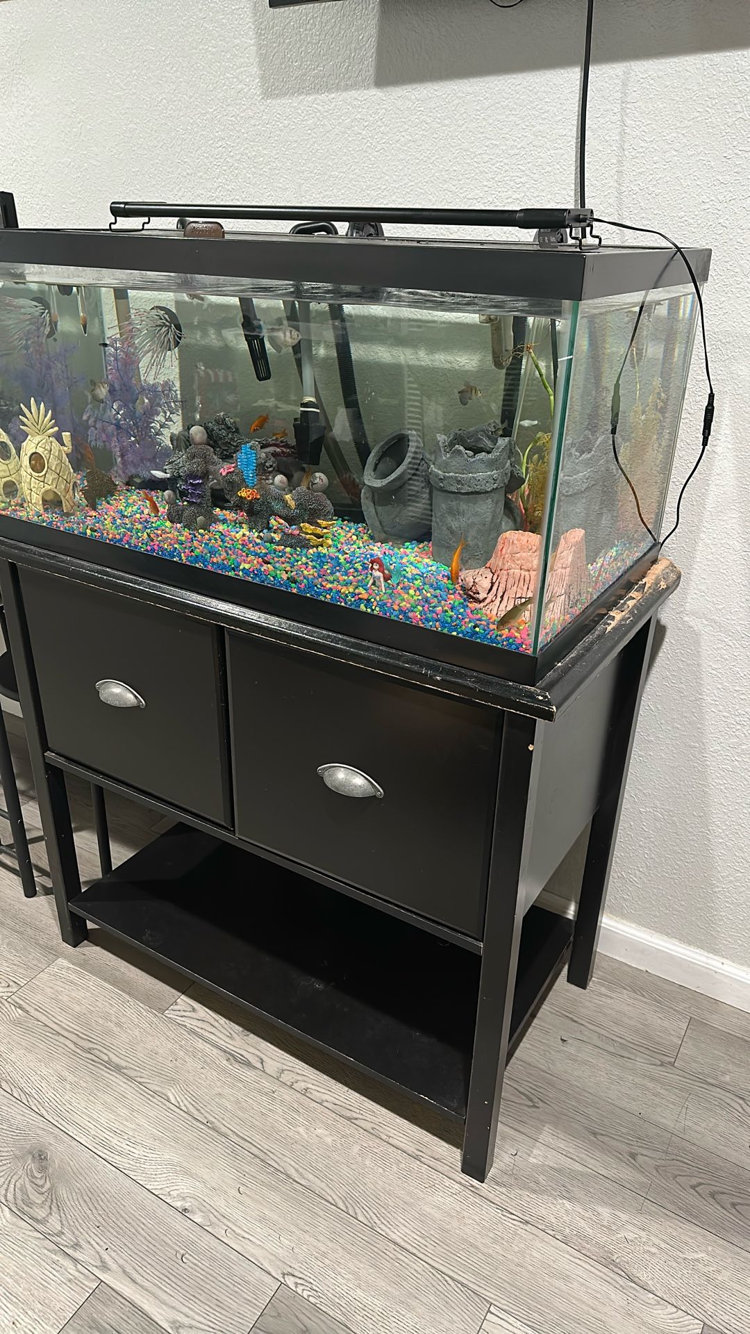 Clear, Glass Fish Tank With Decoration, Fishes, Frog And Snail
