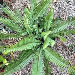 Boston Fern Large  Houseplant Landscape Plant