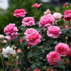 English Roses live plant 2 gallons DA roses “Princess Alexandra of Kent “