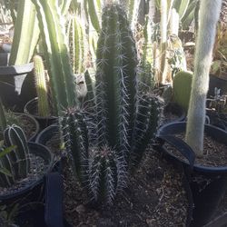 Cactus Plant