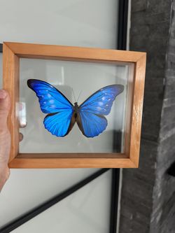 Blue Morpho Butterfly Frame (B3)
