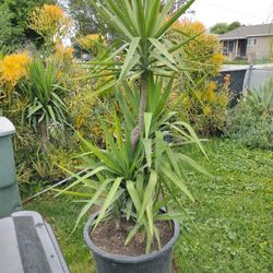 Yucca tree plant