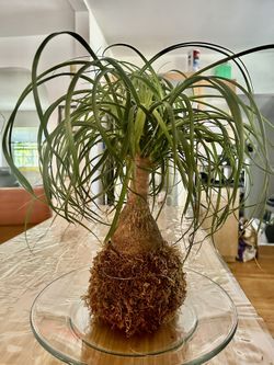 Kokedama - Fiddle-leaf Fig