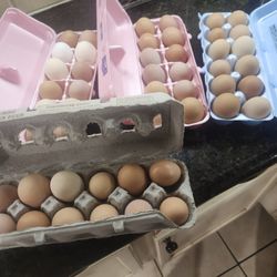 Eggs For Sale 