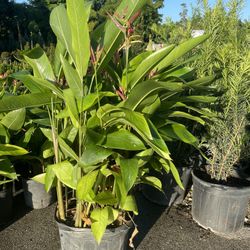Heliconia - 7 Gallon 