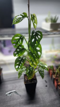 Plant - Monstera